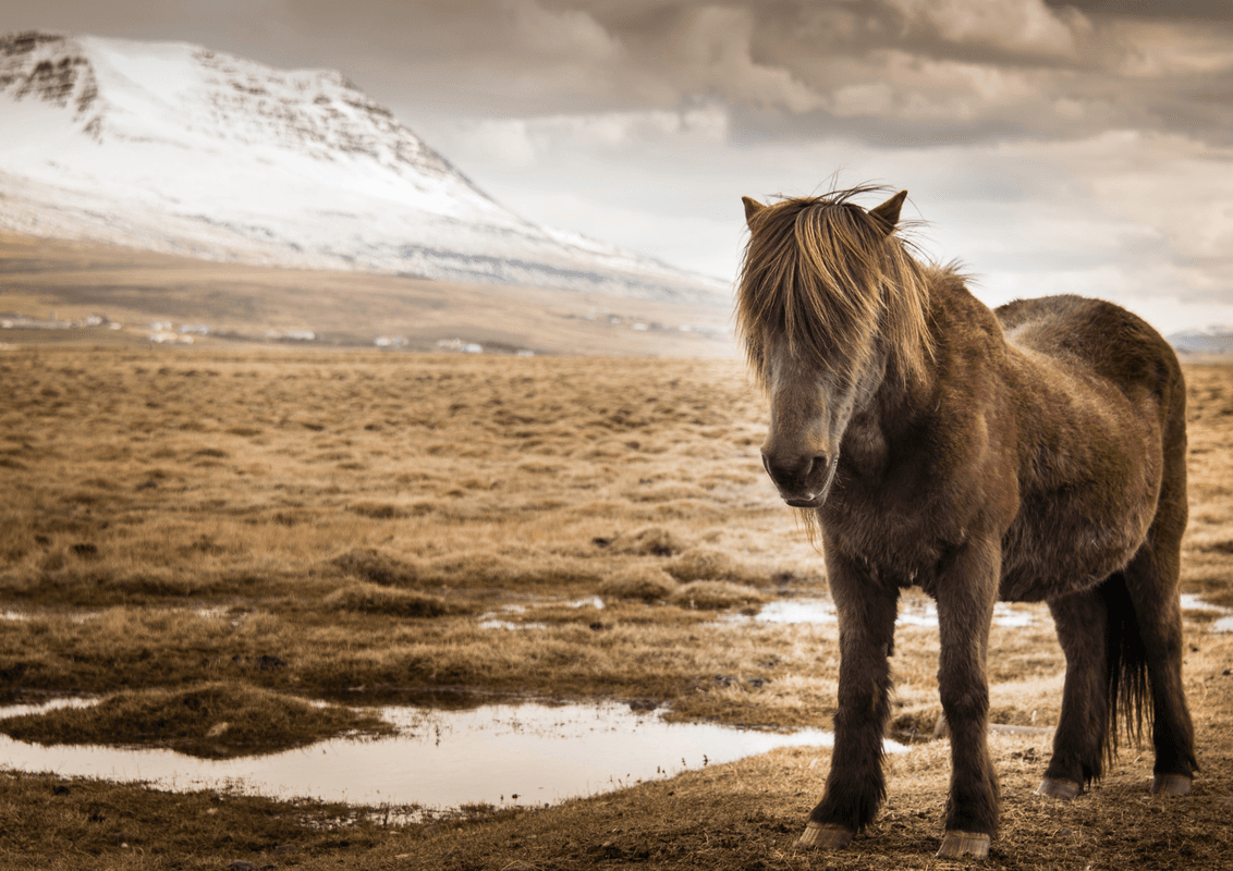  Get Off the Beaten Path - Borgarfjörður Private Tour