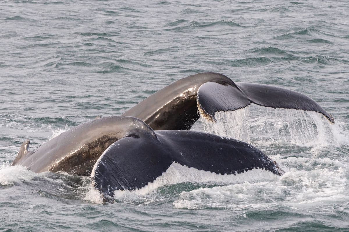 Whale Watching Hólmavík - Westfjords