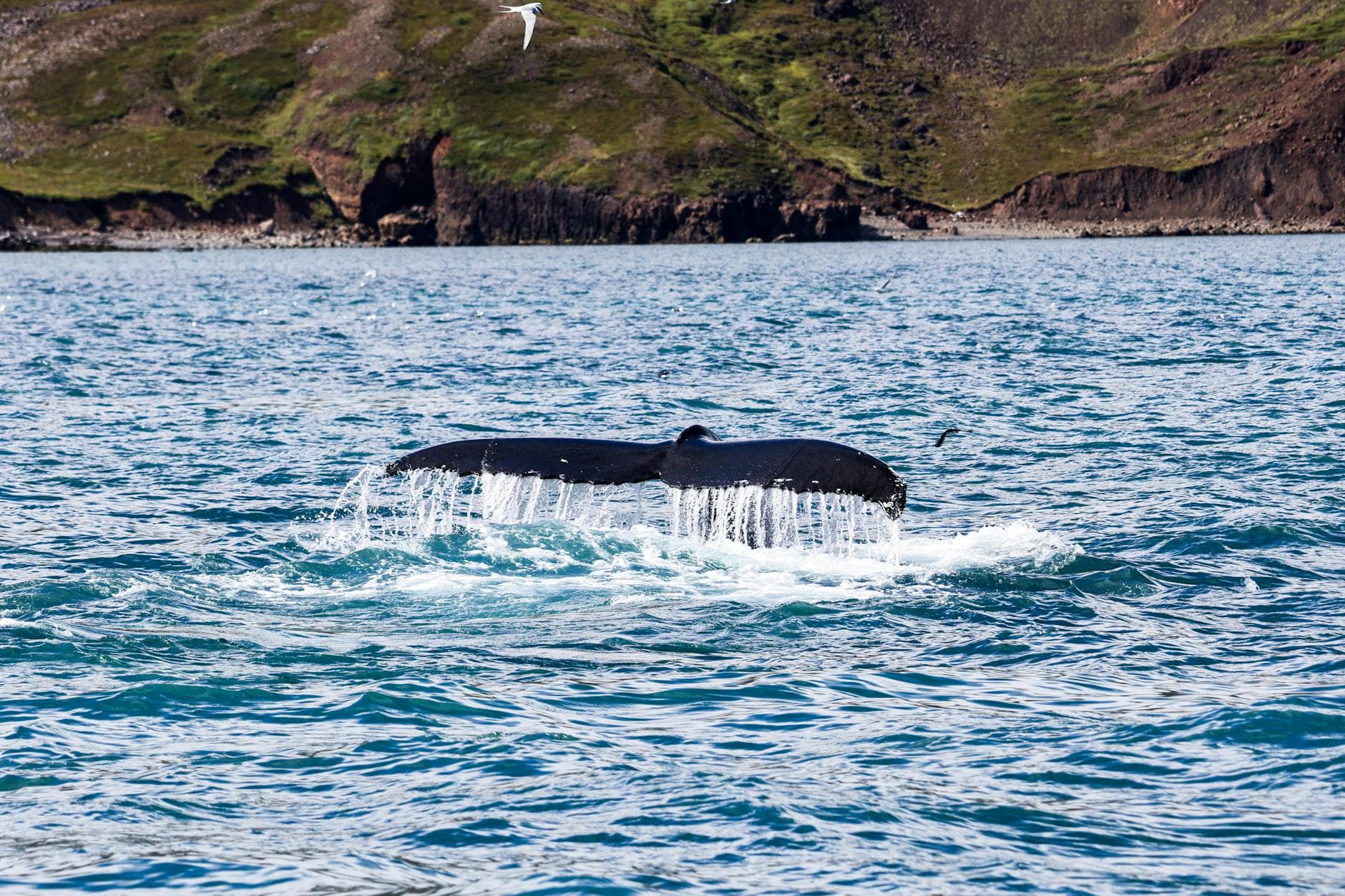 Whale watching boats in North Iceland