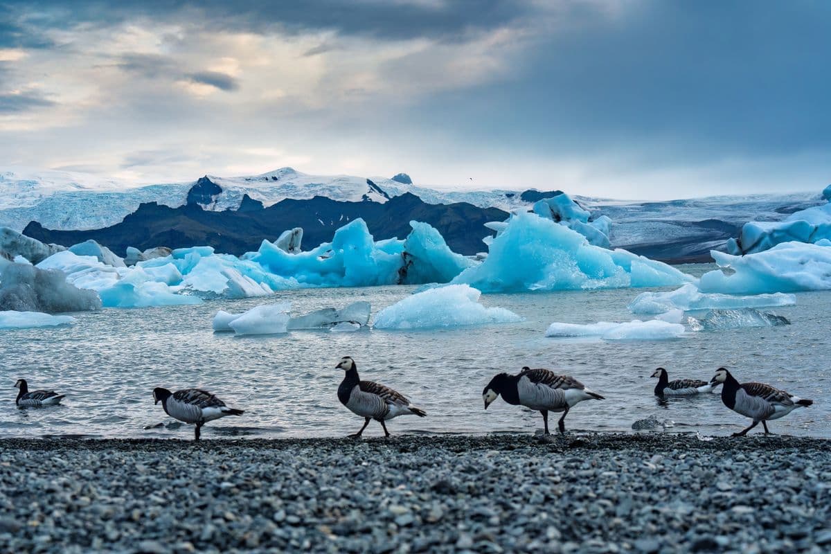 From Reykjavik: South coast, Diamond Beach &Glacier Lagoon Day Tour guided in Chinese冰岛南岸钻石沙滩&冰河湖中文一日团