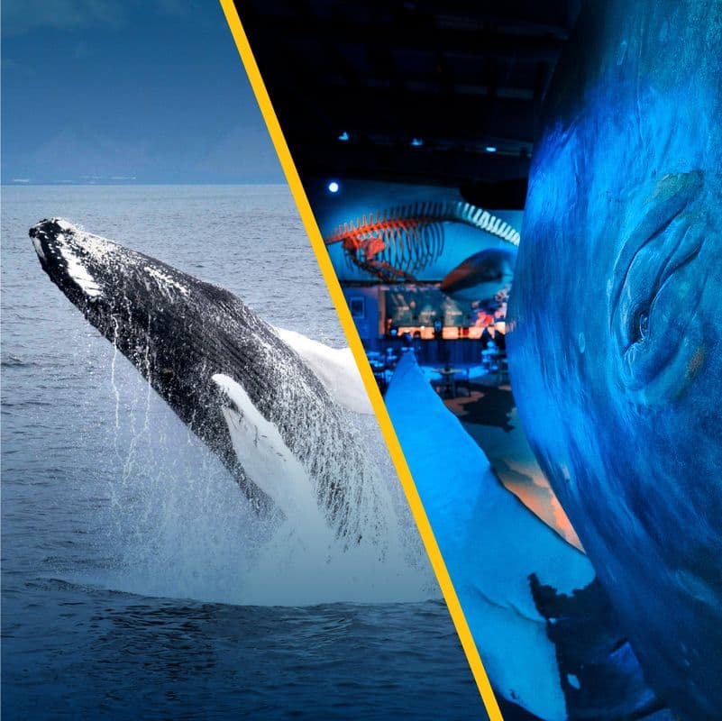 Whale Watching & Whales of Iceland Museum