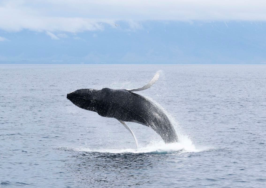 Whale Watching from Akureyri