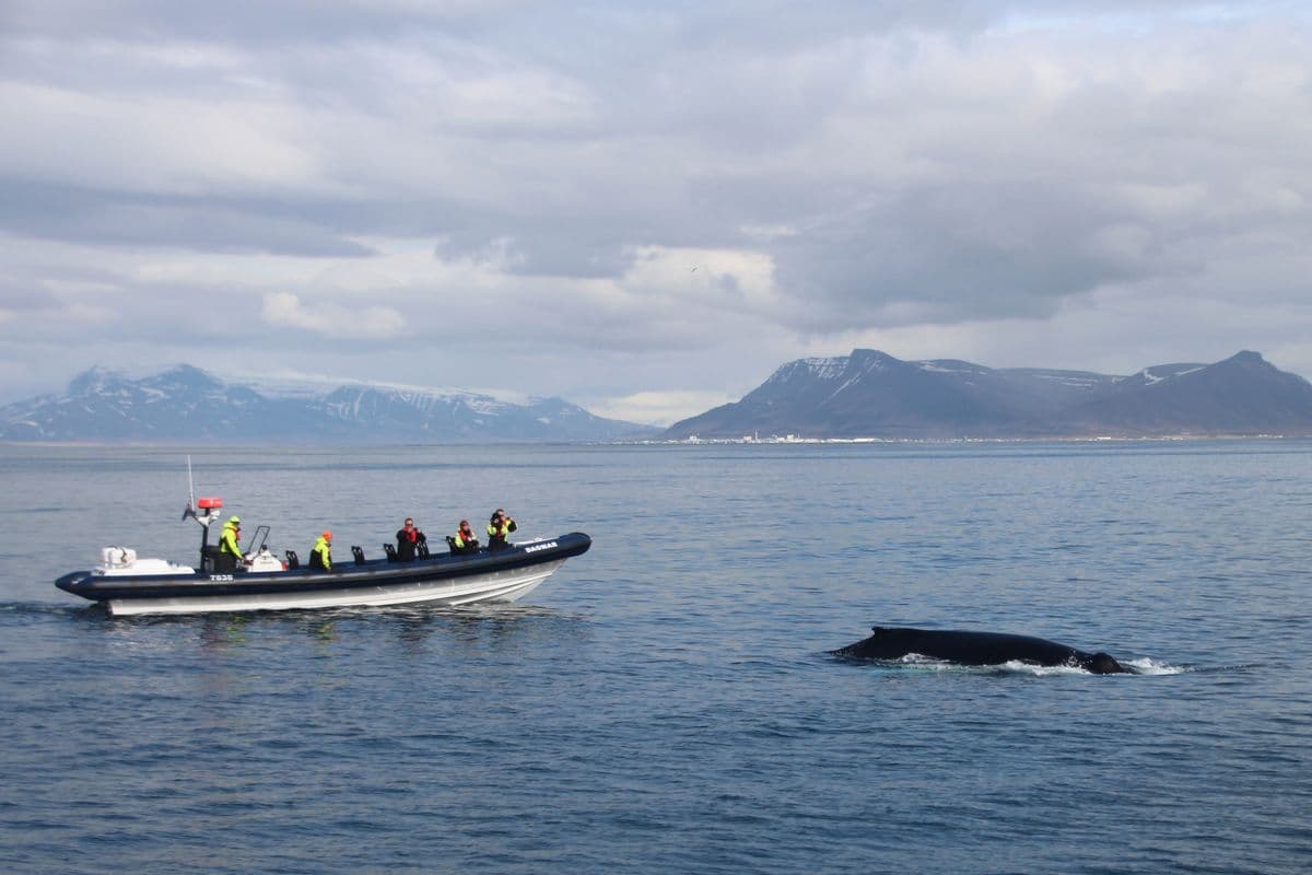 RIB Express - Whale Whatching