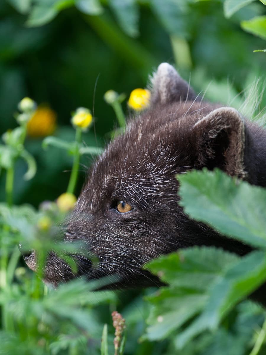 Wildlife and Arctic Foxes
