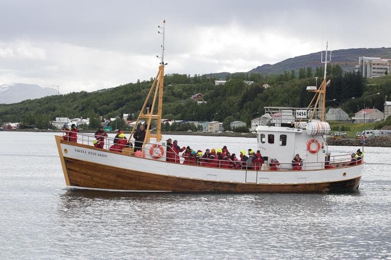 Whale Watching Tour w/ Transfer from Akureyri